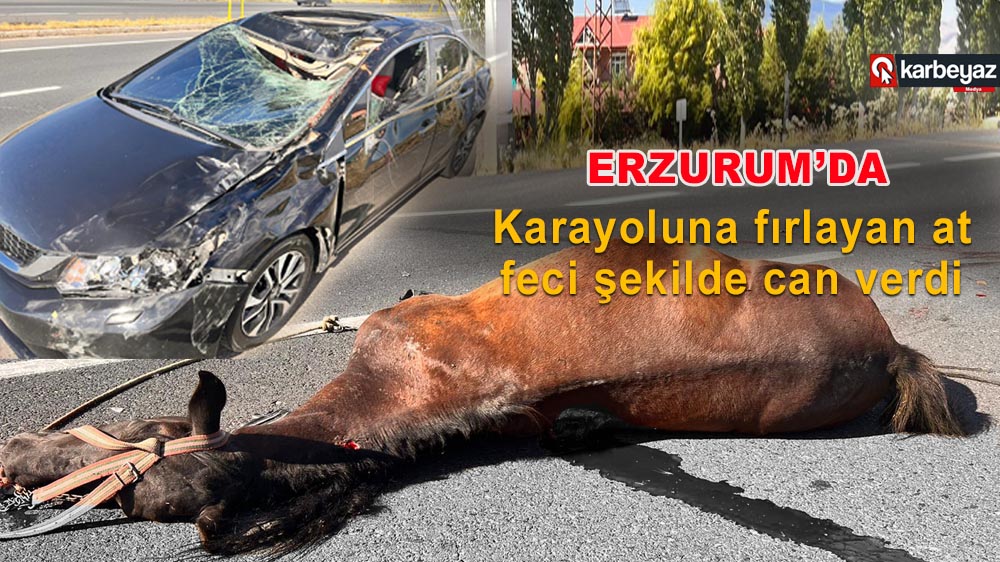 Erzurum'da yola çıkan at öldü, çarpan sürücü yaralandı