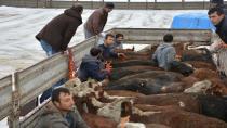Genç çiftçilere hayvan dağıtımı